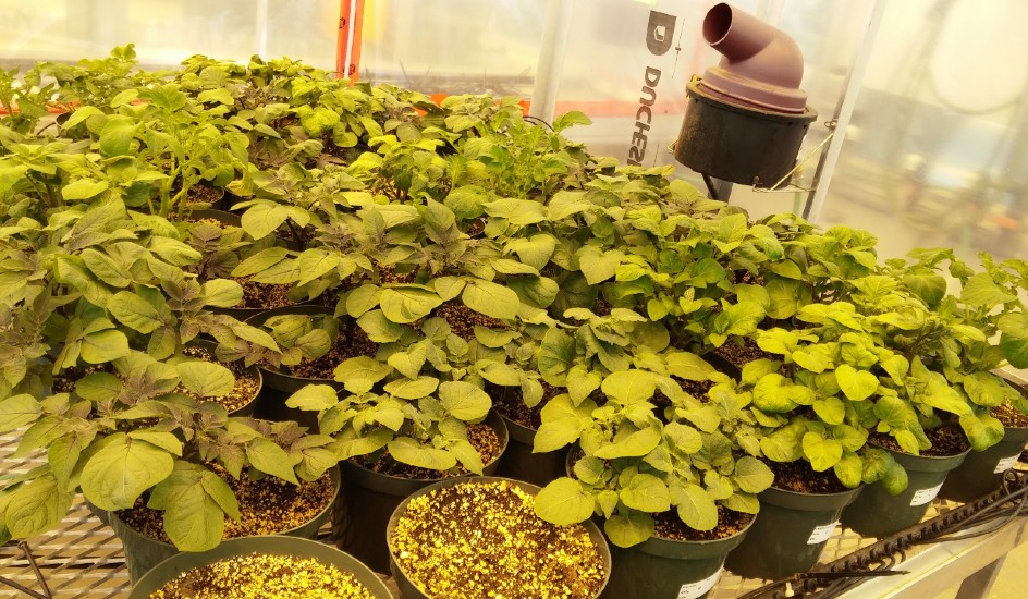 Canada: Antioxidants, banachdach àrdachaidh airson casg a chur air sprùilleach fadalach ann am buntàta