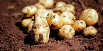 Solynta and FreshCrop sign hybrid potato collaboration agreement in Kenya
