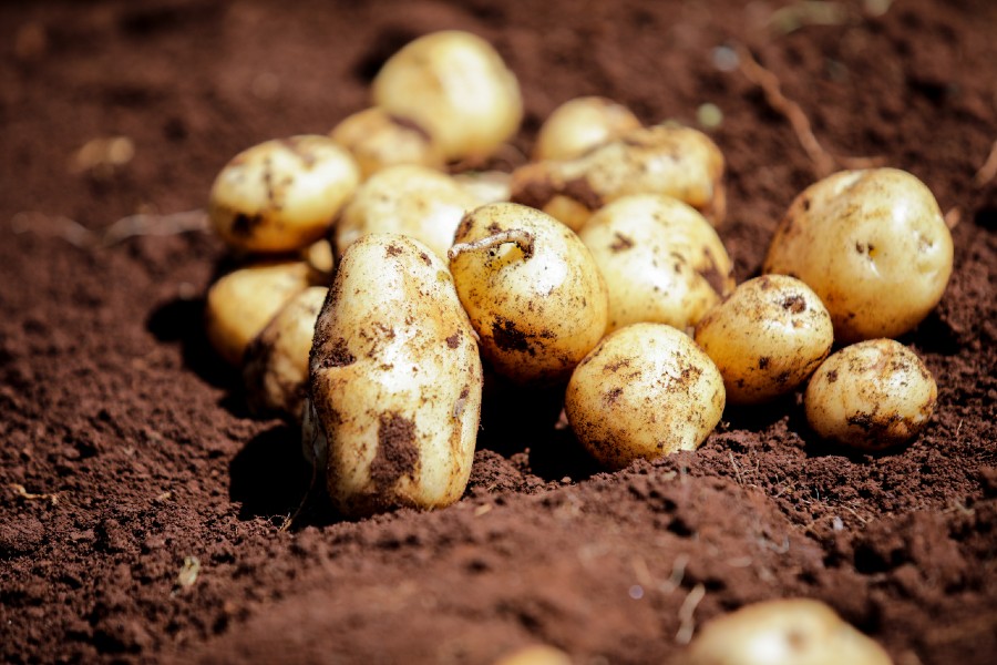 Solynta y FreshCrop firman un acuerdo de colaboración de patatas híbridas en Kenia