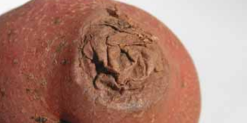 Translucent End and Jelly End Rot