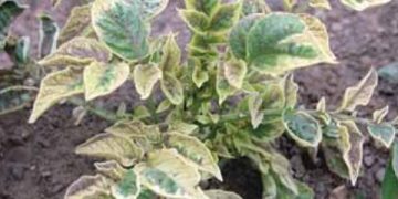 Unusual Pigmentation of Leaves