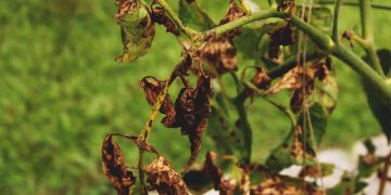 Understanding Verticillium Wilt: Symptoms, Causes, and Management Techniques
