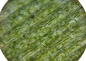 Chloroplasts. Credit: Pixabay/CC0 Public Domain