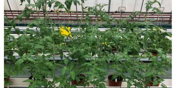 Copying nature to help plants resist viruses