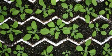 Documenting plant organ development