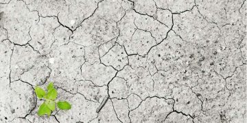 Detecting the impact of drought on plants with user-friendly and inexpensive techniques