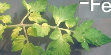 Iron treatment boosts plant immune system