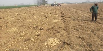 Potato glut revives old fears of Doaba farmers