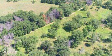 Plant diversity may never fully recover from agriculture without a helping hand