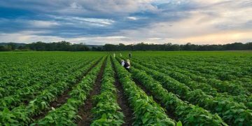 At the end of 2022, more than 18 thousand entrepreneurs were attracted to the agro-industrial complex