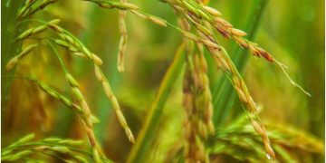 Phosphorus shortage could affect worldwide crop yields