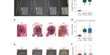 Scientists exploit genetic mutation to accelerate plant breeding process