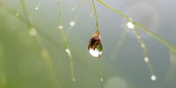 Sensing water for smarter agriculture