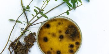 Lobachevsky University scientists have found a replacement for phosphate fertilizers