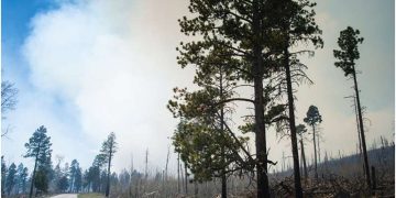 Understanding plants can boost wildland-fire modeling in an uncertain future