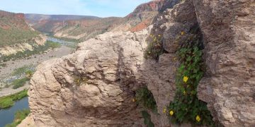 With rapidly increasing heat and drought, can plants adapt?