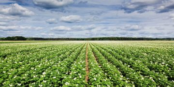 The Mighty Potato: A Driving Force of America’s Economic Prosperity
