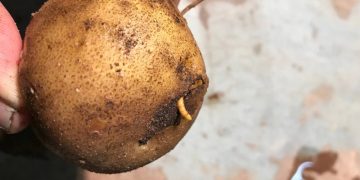 New tool repels wireworms in potatoes and corn