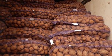 Export Potato Prices on the Rise: What Farmers and Agronomists Need to Know