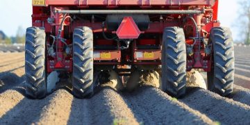 Doubts about expanding the area under potatoes