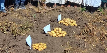 Exploring the Potential of using HTPS for Variety Registration in Ethiopia: Consultative Workshop