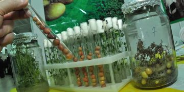 The National Chip Program’s Impact on Potato Breeding: From Pipeline to Commercialization