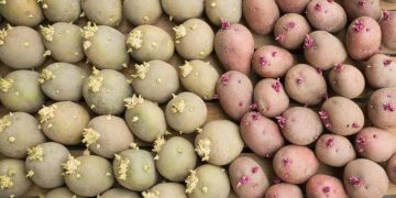 Exploring Science-based Alternatives for Seed Potato Trials