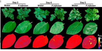 Revolutionary Protein-Based Biosensor for Early Detection of Late Blight in Potato Plants