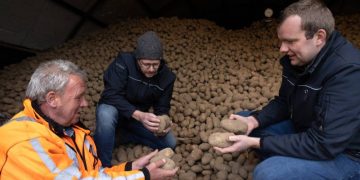 Be able to quickly deliver potatoes after treatment with Argos bacterial growth inhibitor