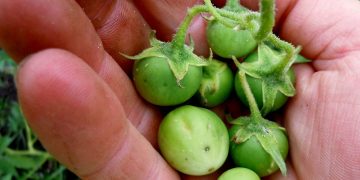 PepsiCo Introduces Hybrid Potato Seed to Ethiopia: Promising Future for Farmers