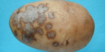 The Hidden Threat to Potato Production: Understanding and Managing Silver Scab