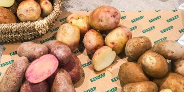 U.S. Potato Exports: A Growing Market for All Potato Varieties