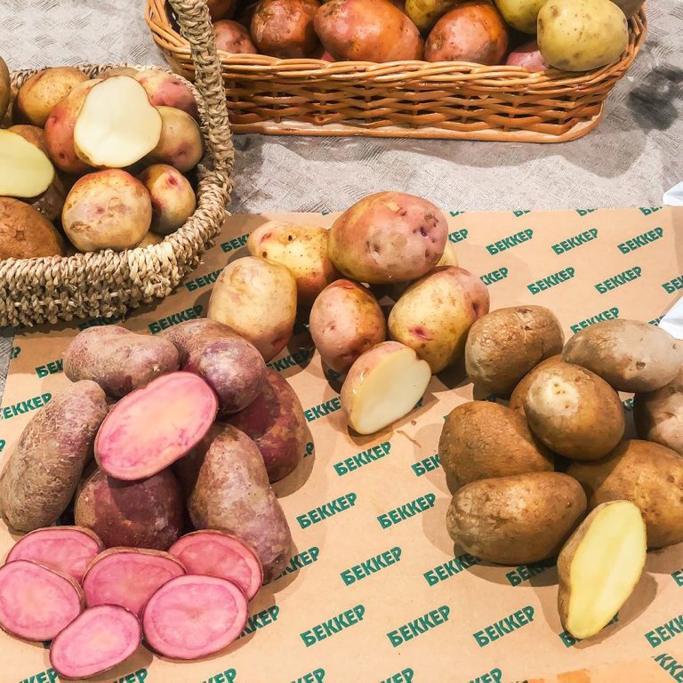 U.S. Potato Exports: A Growing Market for All Potato Varieties 44 U.S. Potato Exports: A Growing Market for All Potato Varieties