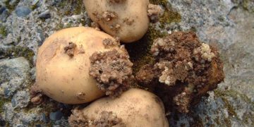 Good News for Potato Farmers: No Detection of Potato Wart Disease in Canada’s National Survey 2022