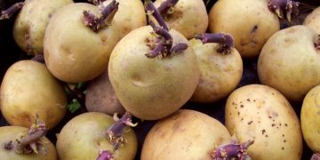 Free Potato Seed Distribution: A Game-Changer for Philippines’ Potato Production