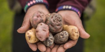 Sustainable Potato Farming: Key Focus of the 29th Latin American Potato Congress