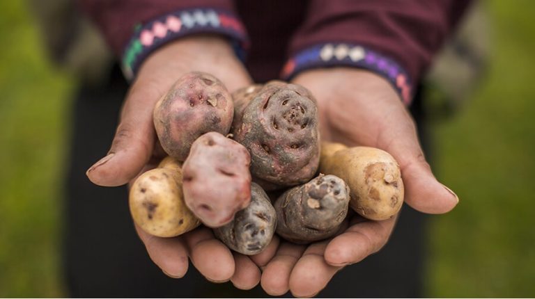 Sustainable Potato Farming: Key Focus of the 29th Latin American Potato Congress 31 Sustainable Potato Farming: Key Focus of the 29th Latin American Potato Congress
