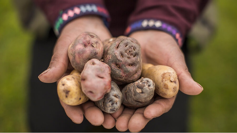 Sustainable Potato Farming: Key Focus of the 29th Latin American Potato Congress