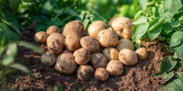 Climate Change: A Cause of Decrease in Potato Production