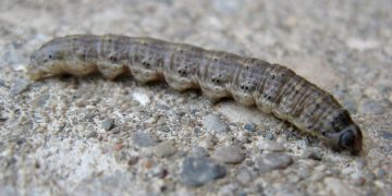 #ProtectingCropsFromBlackCutworms: Understanding Agrotis ipsilon and Its Impact on Agriculture