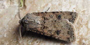 #AgrotisSegetum: The Threat of Turnip Moths to Agriculture