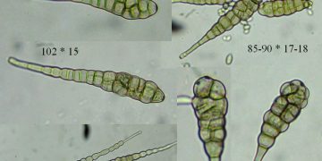 Early Blight in Agriculture: Understanding Alternaria solani and Its Impact on Crop Yield