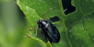 #AlticaSpp: Understanding the Threat of Flea Beetles to Agriculture