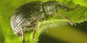 #SaveTheApples: Combating the Anthonomus pomorum Threat