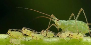 #EradicateAphids: The Battle Against the Tiny Plant Pests