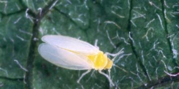 #SweetPotatoWhitefly: Understanding Bemisia tabaci and Its Impacts on Agriculture