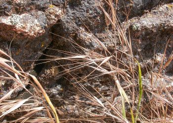 Bromus diandrus