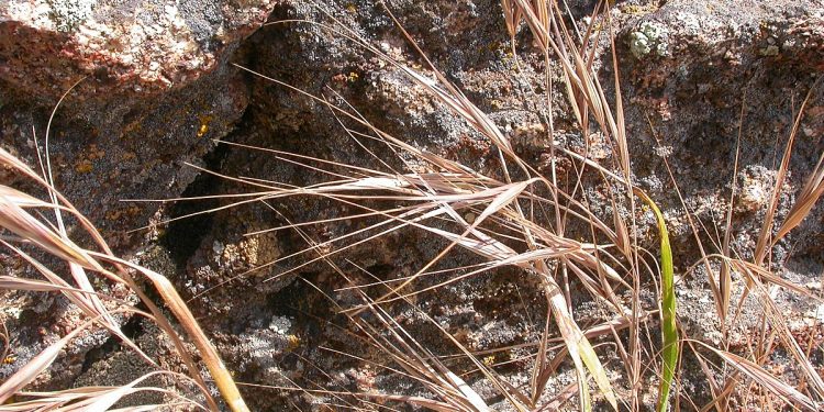 Bromus diandrus