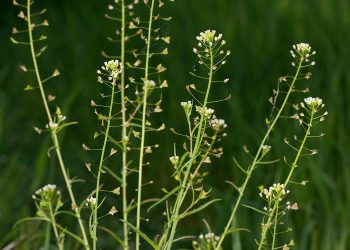 #TheRevolutionofCapsellaBursaPastoris: Exploring the Potential Benefits of this Medicinal Plant