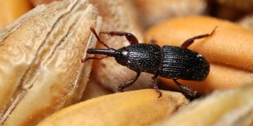 #CombatingCarpophilus: Strategies for Managing Dried Fruit Beetles